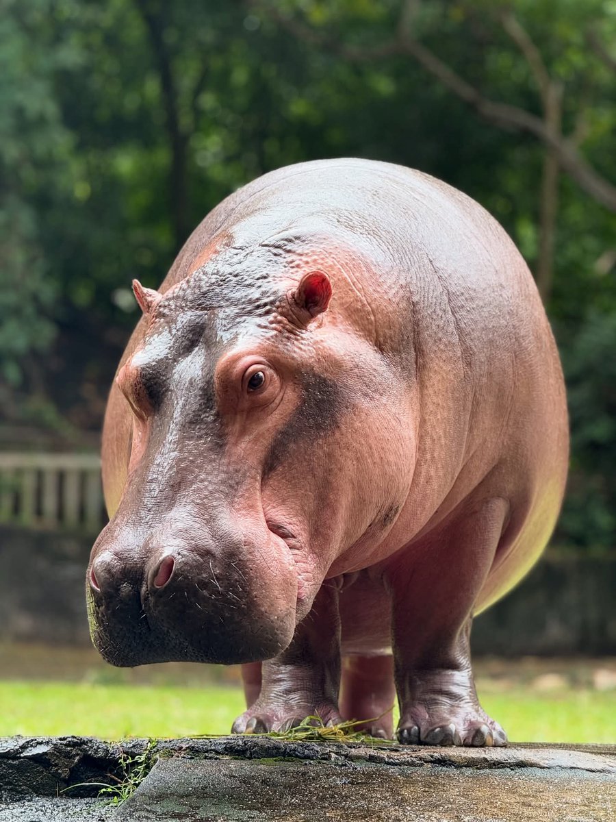 and_khamoo's tweet image. อาบน้ำเเล้วสวยขนาดนี้ #hippo #khoakheowopenzoo
#hippo #PygmyHippo #ขาหมูแอนด์เดอะแก๊ง #หมูเด้งจะเด้งกี่โมง #Moodeng #พี่ขาหมู #สวนสัตว์แปลกเขาเขียว
