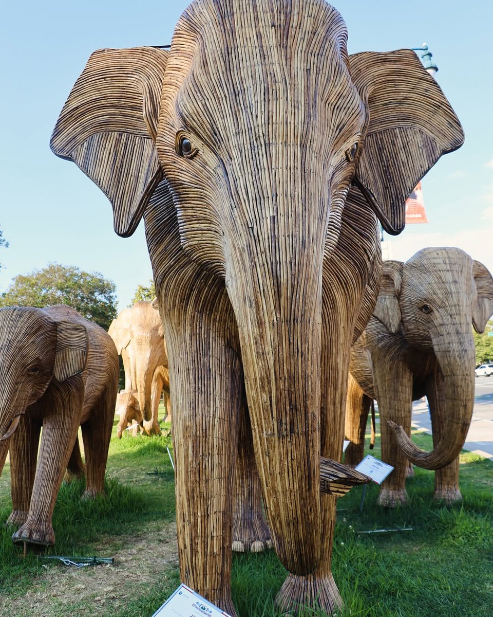 abc7community's tweet image. 100 elephants. 5,000 miles. One unforgettable journey. 🐘
The Great Elephant Migration is here in LA reminding us to share our space with the wild. 🌏 #GreatElephantMigration
Photo credits to @travelling_glory
Tag us in your art photography @abc7community or #abc7community