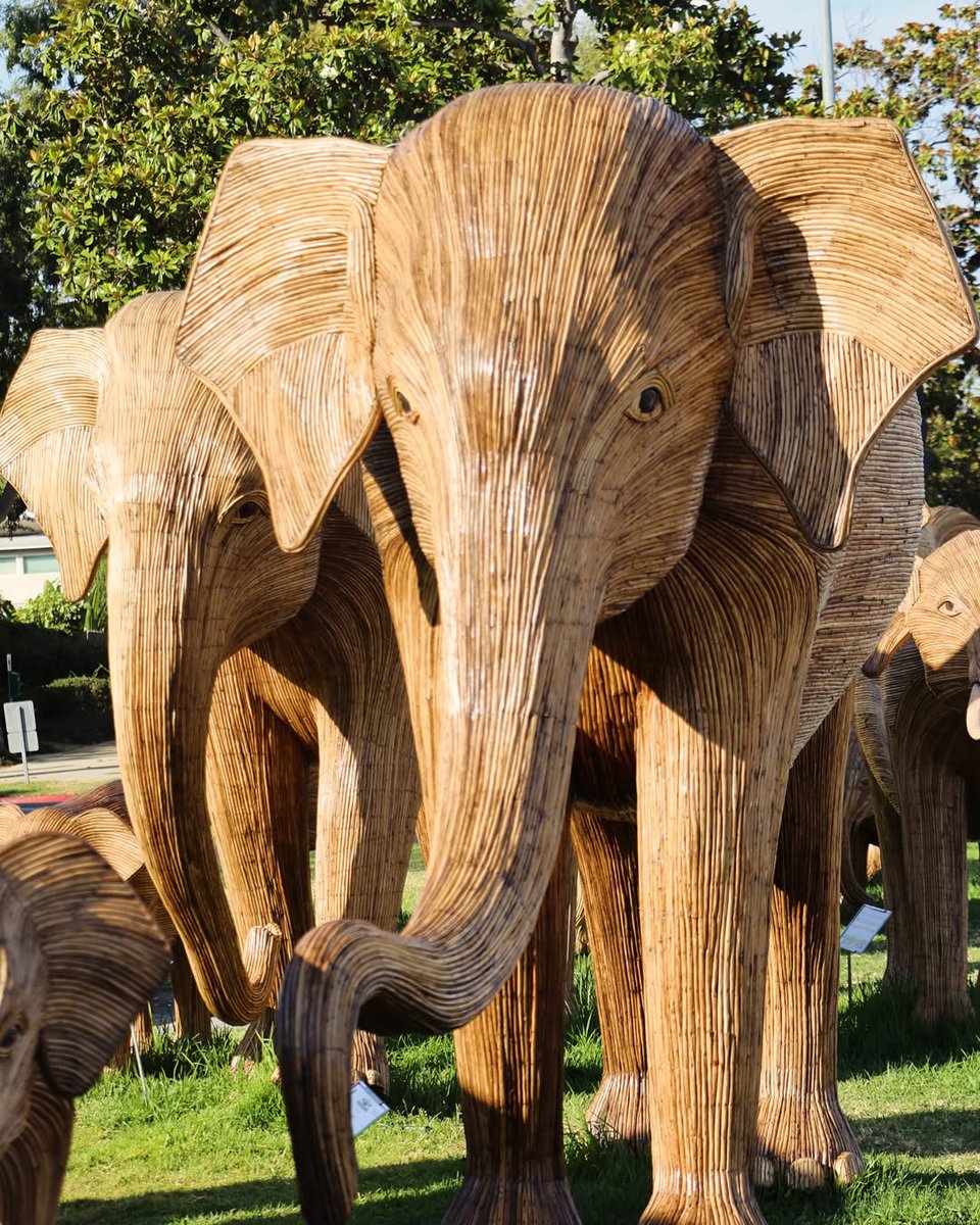 abc7community's tweet image. 100 elephants. 5,000 miles. One unforgettable journey. 🐘
The Great Elephant Migration is here in LA reminding us to share our space with the wild. 🌏 #GreatElephantMigration
Photo credits to @travelling_glory
Tag us in your art photography @abc7community or #abc7community