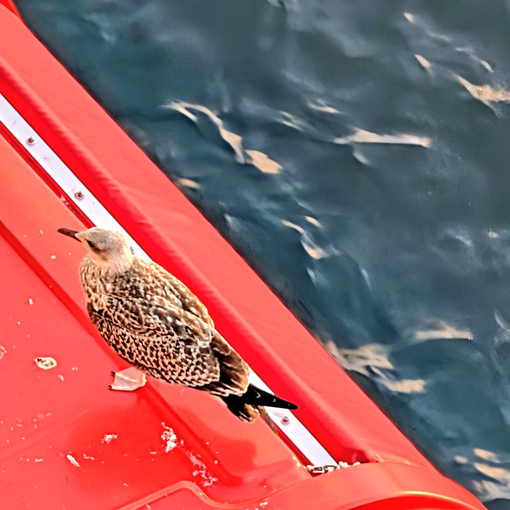 stagerbn's tweet image. Specht auf Rettungsboot.