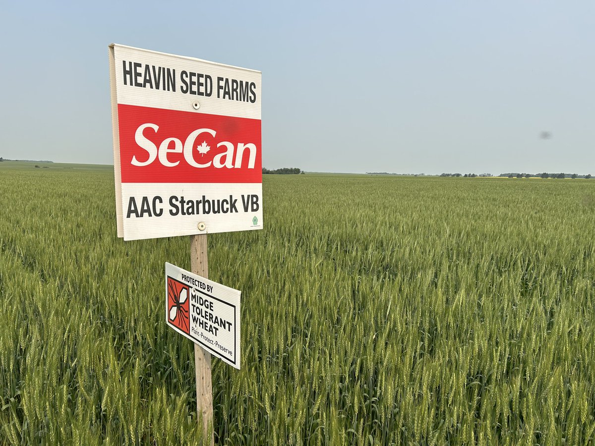 The season started very dry in NE Sask, but late moisture and cooler temps have aided crop development.  AAC Starbuck VB, always a strong CWRS performer and the new AAC Stoughton VB, a very high yielding HRS wheat from #SECAN