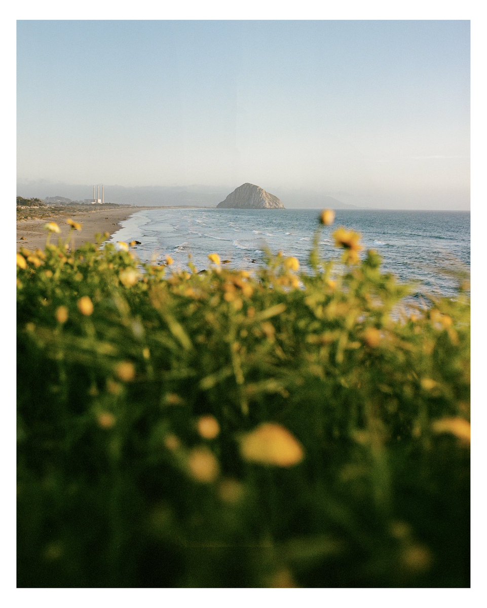 the color green on 120 film #mamiya7