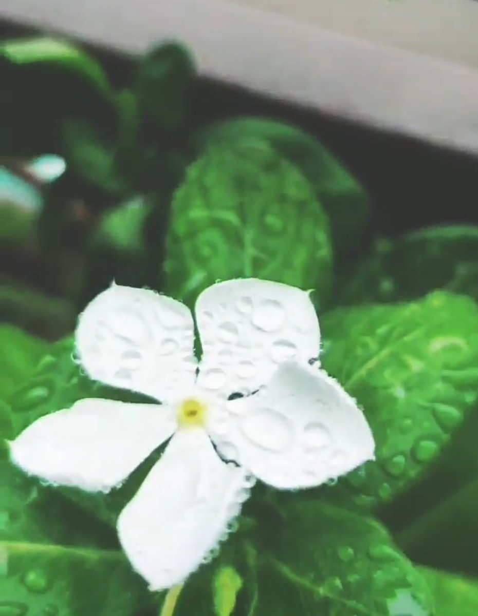 hushed_heart's tweet image. Let what is not for you fall away.....
Good morning all 🌧️🌧️☔
Have a beautiful day 💙💚