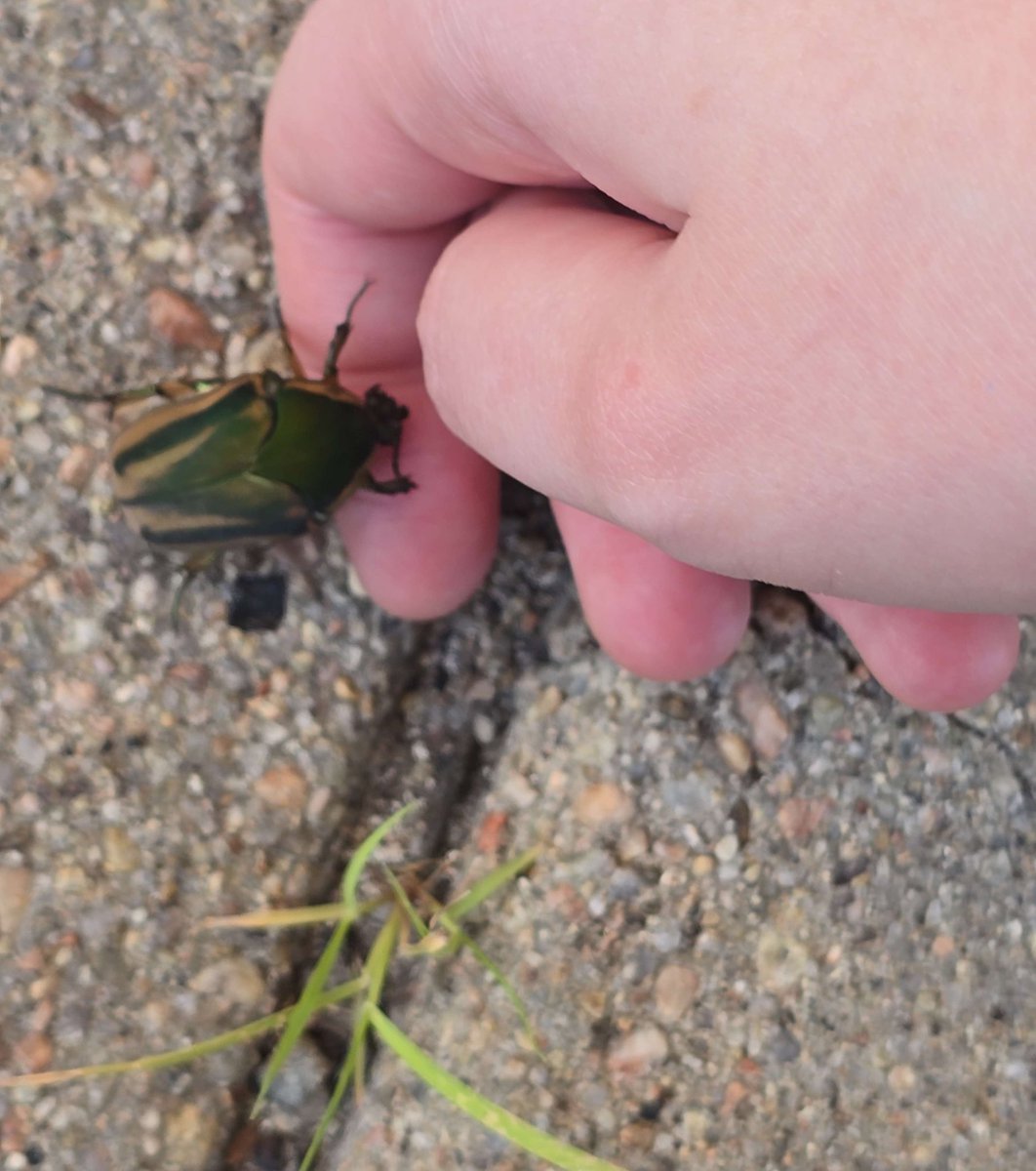 CrunchControl's tweet image. &lt;3333 it felt like such a sweet and nice little hug. Baby thang didn’t wanna get off of me, and when she wrapped her little hands around my finger she put pressure in her arms and bumped her head into my finger and it made me so happy I love bugs