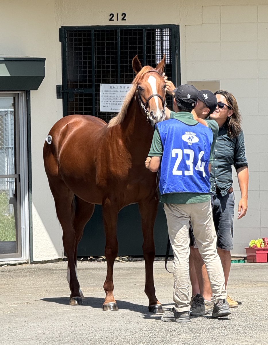 oumanobaketu's tweet image. 上場直前、みんなにわちゃわちゃ
されるプレアヴィヒア2025🐴
(株)吉澤ステーブル様にご購買いただきました!ありがとうございます✨
上値が重いと言われた今日のセリ。なんとか売れてひと安心。サマーセール以降、値段大丈夫なのか…