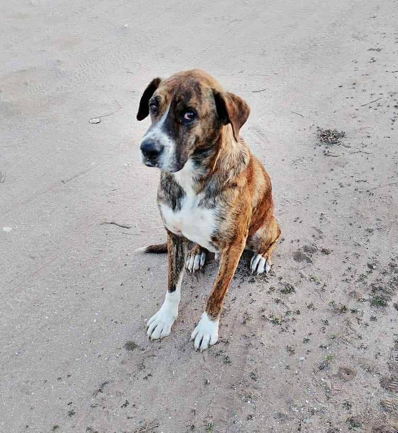 eltuitdemarsh's tweet image. "Nos piden ayuda para intentar encontrar a este perrito llamado Abuelo. Lo vieron ayer por el sector de Los trigales. Si alguien lo ve, por favor retener y llamar al +56964046871." Favor RT!
#Coquimbo