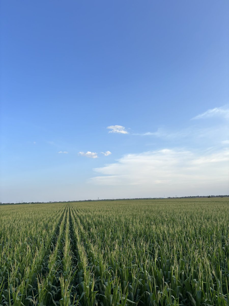 Joaquin Vallejo tweet media