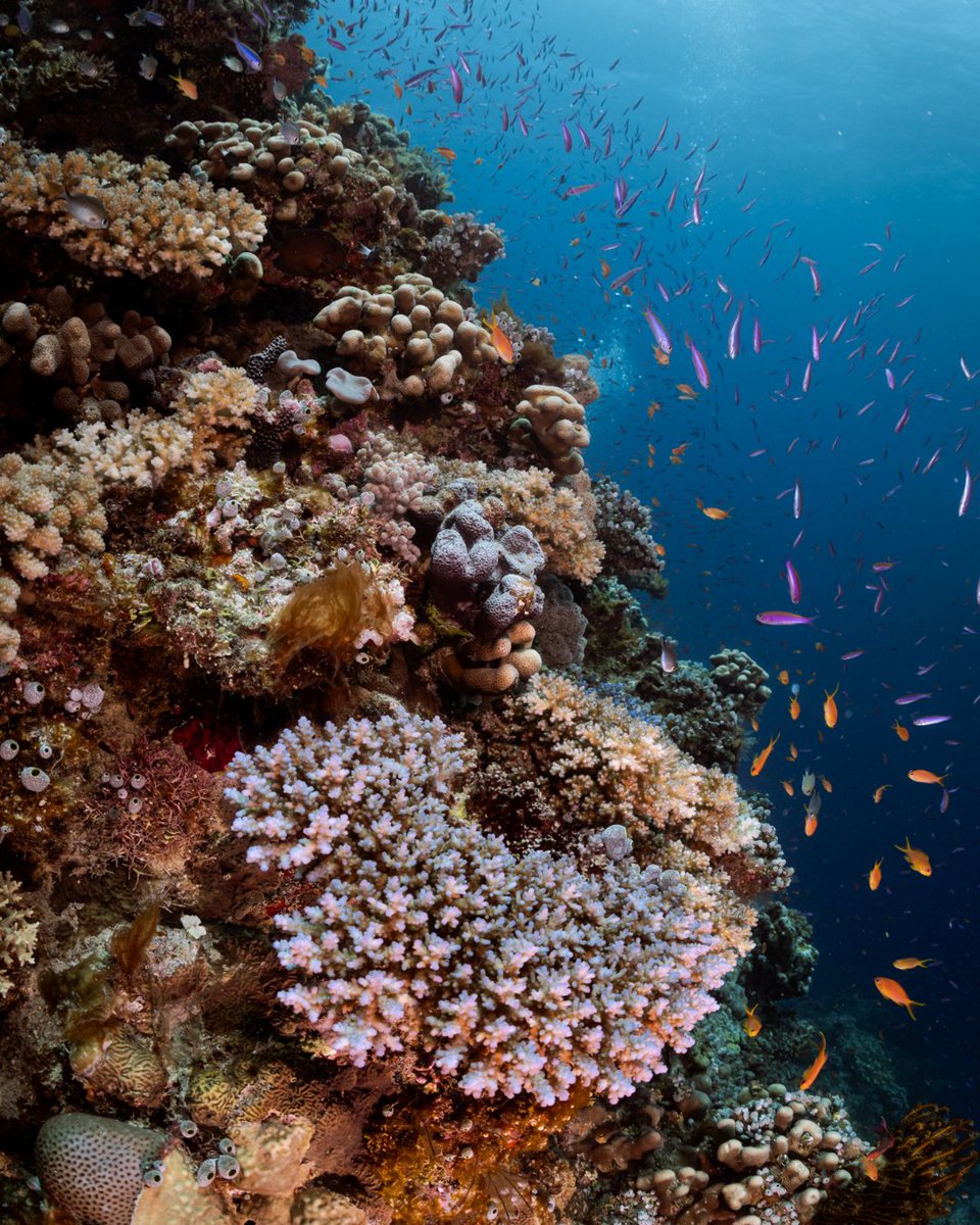 PADI's tweet image. Coral reefs are incredibly fragile and vital to our planet's health. They protect coastlines, provide food, and are home to countless species.
Let's commit to respectful interactions, supporting sustainable practices, and advocating for their protection. 💙