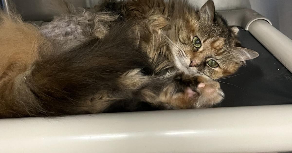 TheSunChronicle's tweet image. Meet Spice, a #cat estimated to be 16-18 years old and in good health. She'll make the perfect couch companion. Spice is available for adoption at the #NorthAttleboro animal shelter. ow.ly/pvAm50Wtfvx #pets