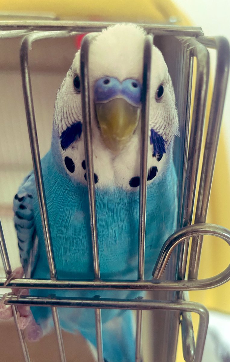 jikkujiku's tweet image. オッス