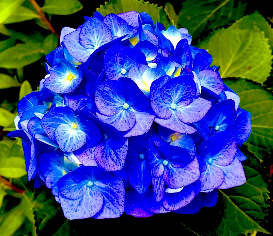 XNature246's tweet image. .
「あじさい」
.
あなたの好きだった
紫陽花がほら楽しそうに
咲き始めわたしも心が
騒がしくあなたの帰りを
待ち焦がれています
.
#変稿
#五行詩
#心の絆 257233