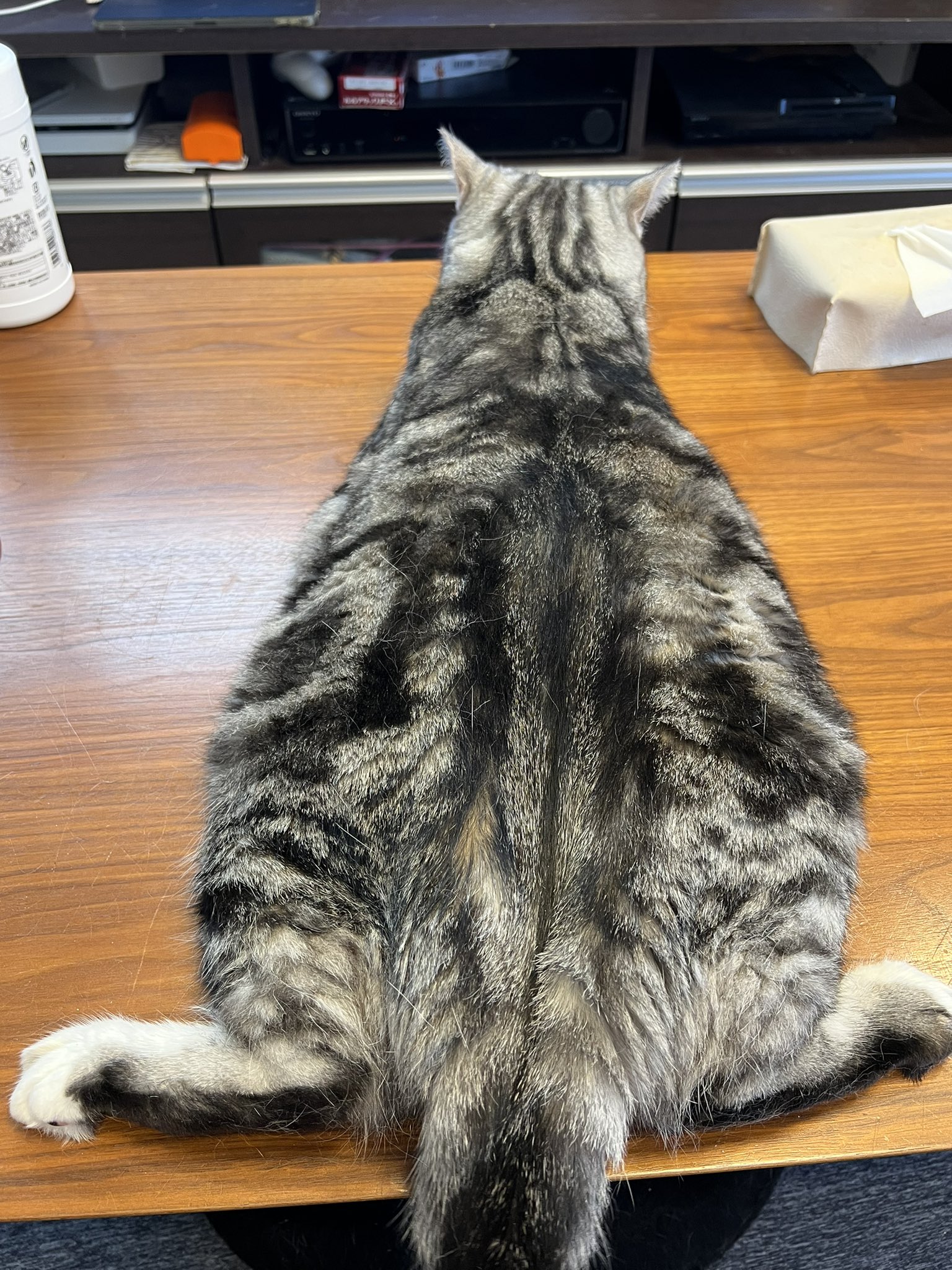 にゃんこ hq720.jpg?sqp=-