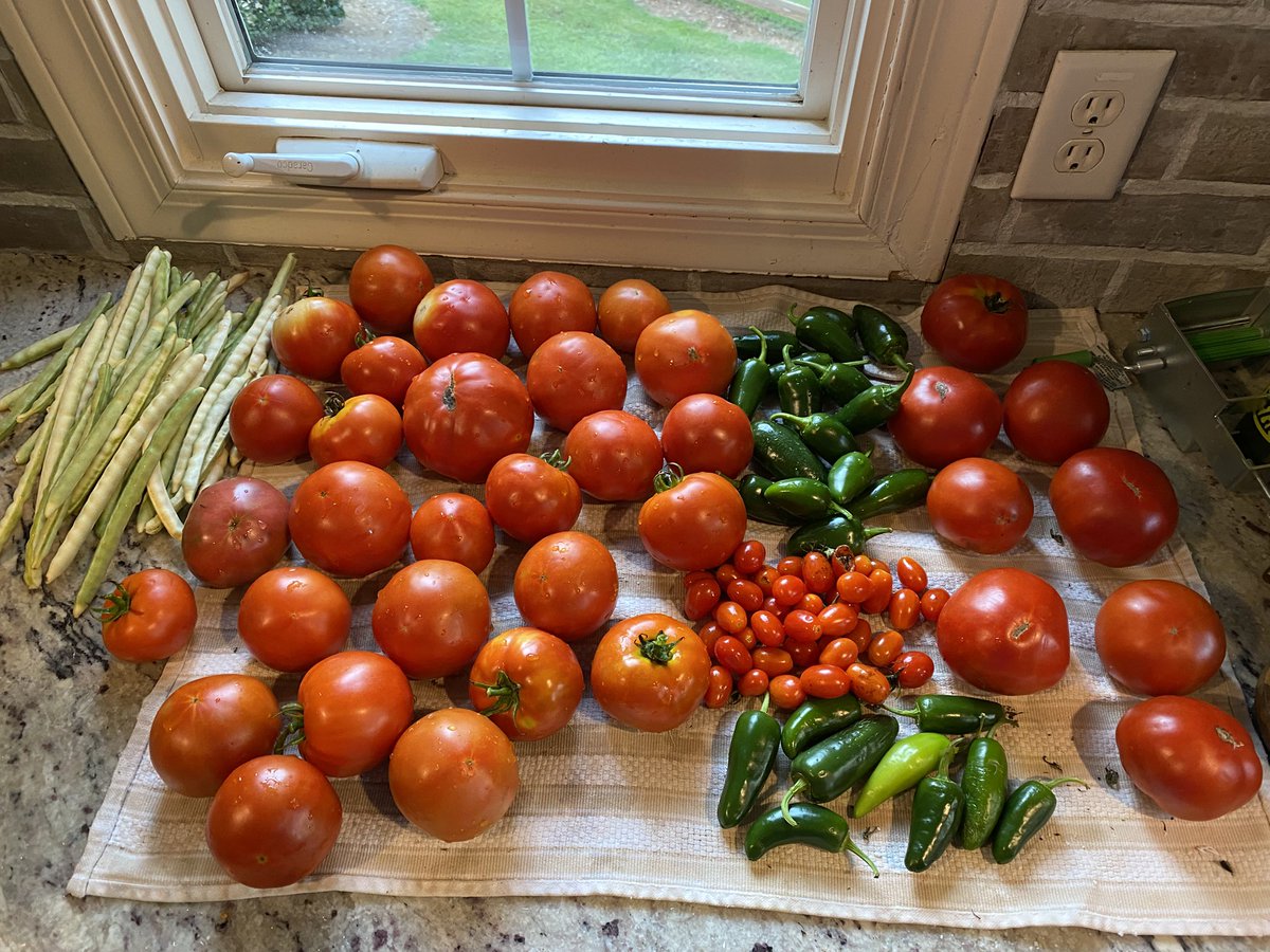 Strong night in the garden <a href="/FrippDawg/">FrippDawg</a>. Might fine.  
tomatoes, jalapeños, and zipper peas.