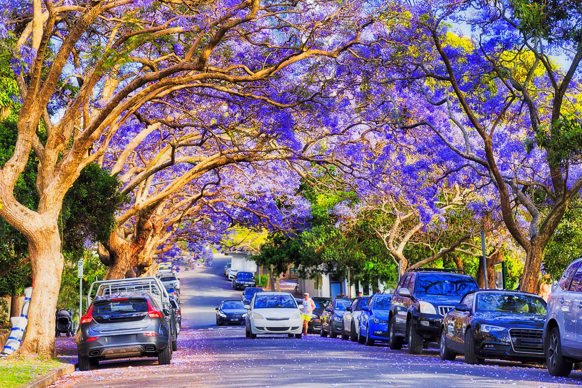 UniversitySA's tweet image. Are street #trees in your neighbourhood causing a stink, leading to expensive plumbing bills? Those with aggressive root systems - eucalyptus, willows, jacarandas and desert ash - cause most of the sewer pipe blockages, but new #UniSA research could help: brnw.ch/21wUlAN