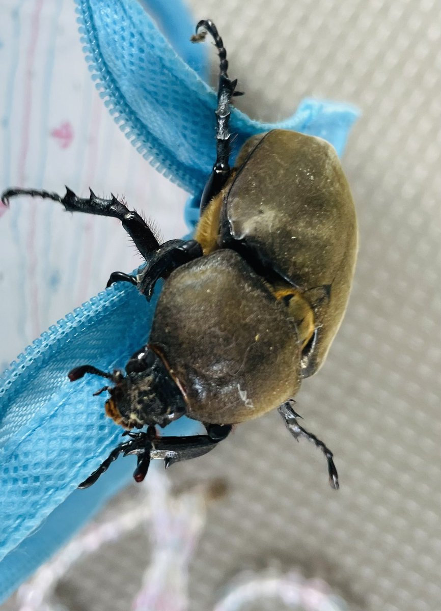 misato_matsumo's tweet image. おはようございます☀️

朝、稽古場に向かおうと家を出たら、巨大な虫が飛んできた！

カブトムシでした😂

よく見ると、つぶらな瞳が可愛い😍

朝起きたらクワガタが手にくっついていた事もあるし、昆虫に好かれているな…🤣

「せかいいちのねこ」の稽古もラストスパート！

今日もお稽古頑張るぞ💪