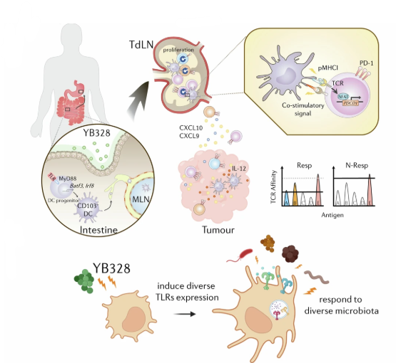 Immune_News's tweet image. 💩 Researchers showed that a new strain of the bacterial genus Hominenteromicrobium isolated from the feces of patients who responded to programmed cell death 1 blockade augmented #antitumour responses in mice.
@Nature | go.nature.com/46oJCSG