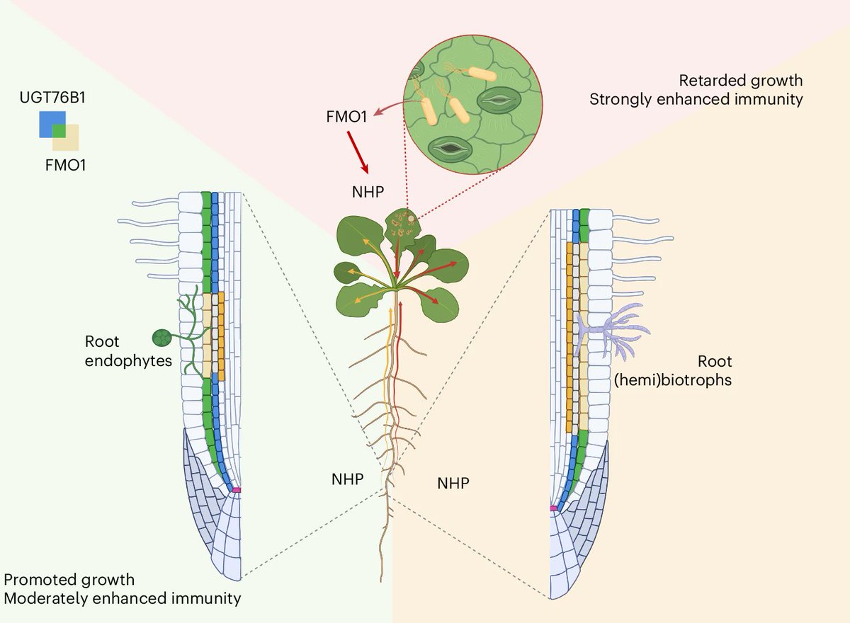 NaturePlants's tweet image. New OA Article: "A root-based N-hydroxypipecolic acid standby circuit to direct immunity and growth of Arabidopsis shoots" rdcu.be/expzb
Root microorganisms can trigger the release of immune-stimulating N-hydroxypipecolic acid from Arabidopsis roots.