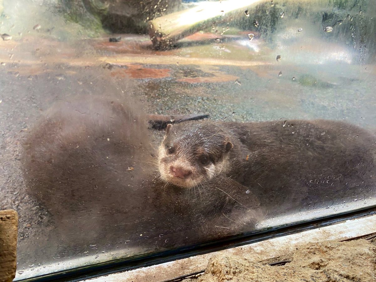 okayushokudo's tweet photo. 【速報】カワウソ、歌うらしい。
しかも地下で。おかゆ食堂とともに。
📍7/25(金) 東新宿 LOVE TKO
🕖19:00〜 ドリンク代だけ
https://t.co/YYru1mAPRB https://t.co/9oPcwCFgK8