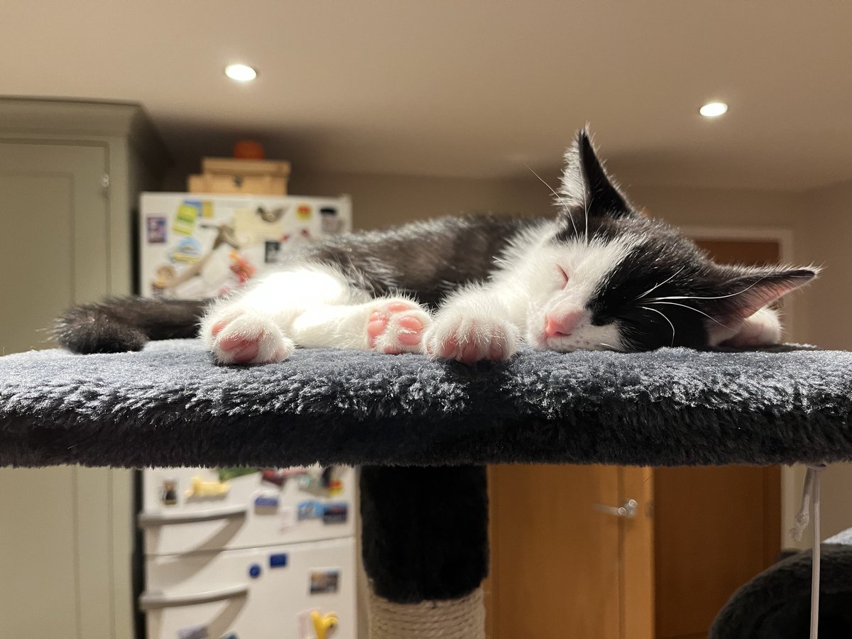 owenclark3's tweet image. Jeff has run out of steam, so he’s bidding you goodnight #catsoftwitter