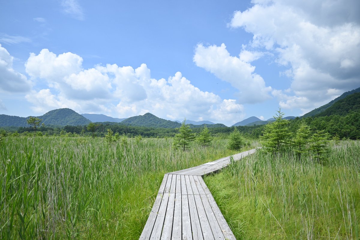nikkonsm's tweet image. 昨日、戦場ヶ原をぐるっと一周歩いてきました。
湿原周辺にはノアザミが見られ、ハナアブたちが蜜を吸いに来ていました!
湿原内はよく見ると、モウセンゴケやツルコケモモなどの小さなお花も咲いていますよ。
8月は戦場ヶ原をガイドと歩くイベントも開催!
詳細はこちら↓
nikko-nsm.co.jp/tourlist_d.htm…