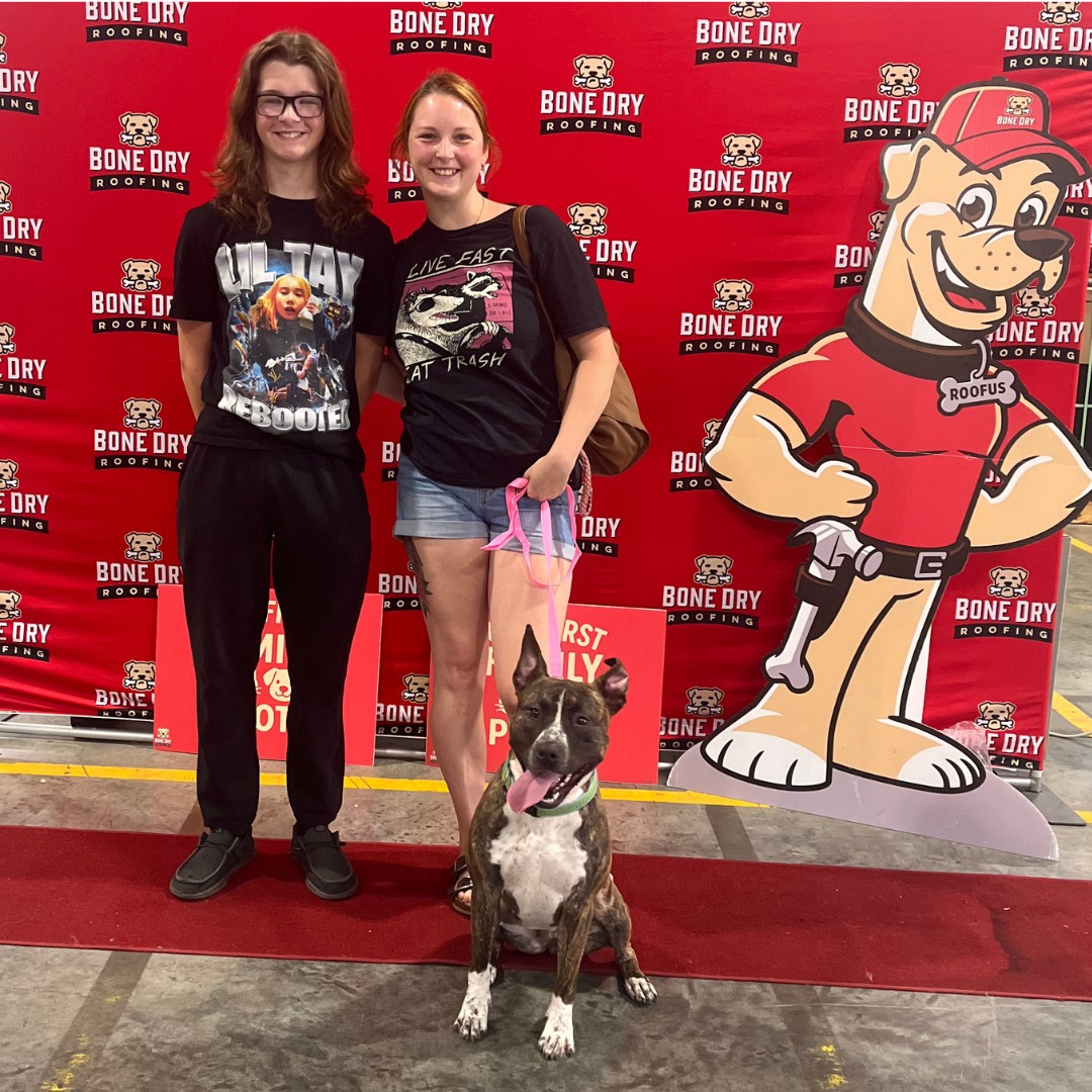 Kaos_Vs_Control's tweet image. Indianapolis Animal Care Services and Bone Dry Roofing got together to host an adoption event...the lucky pups!