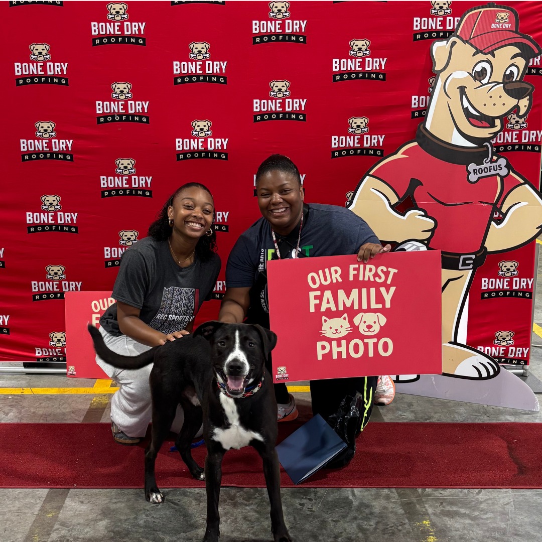 Kaos_Vs_Control's tweet image. Indianapolis Animal Care Services and Bone Dry Roofing got together to host an adoption event...the lucky pups!