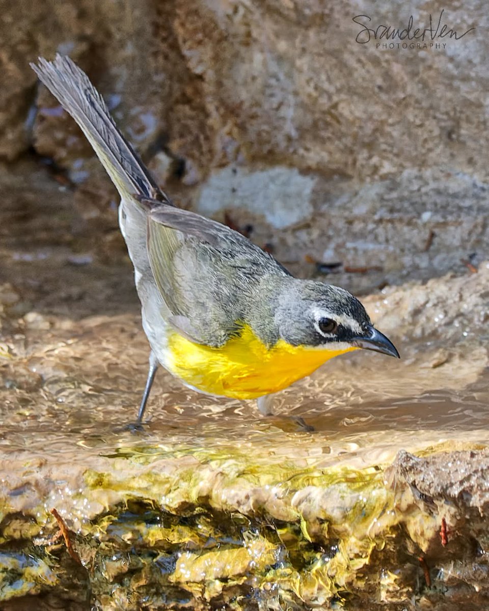 ItakeBirdPics's tweet image. Yellow-breasted Chat
South Llano River State Park in Texas, USA. 06/06/2019 #yellowbreastedchat #birdphotography #naturephotography
