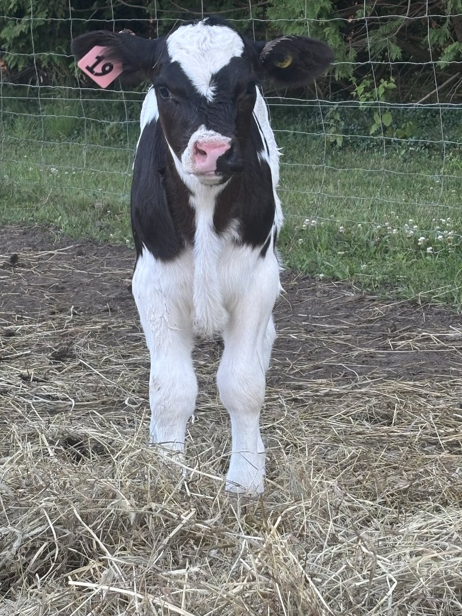 ifarmfresh1's tweet image. Very cute picture of this calf. I have nicknamed her Miss Piggy. She has a cute nose that is turned up slightly. She will probably grow out of it so the name will likely change. 😂