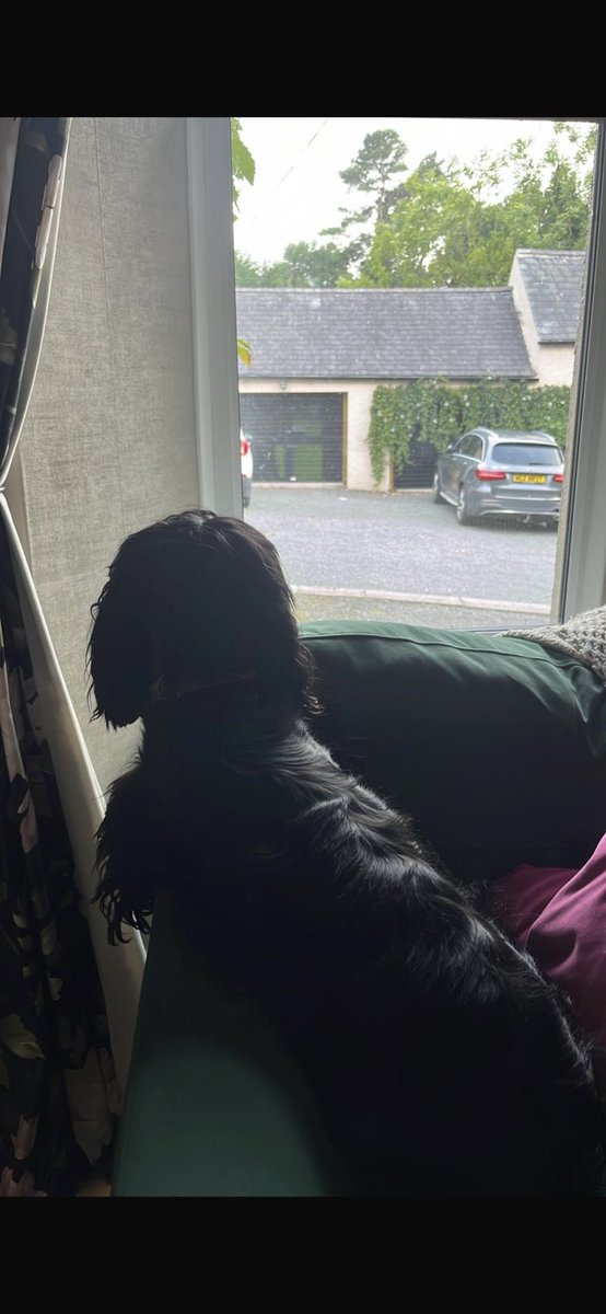 KevinFXL's tweet image. Away for a weeks holidays, he is patiently waiting looking out the window seemingly….
