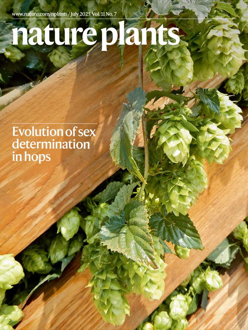 NaturePlants's tweet image. The July issue is now fully online:
nature.com/nplants/volume…
On the cover: in hops, sex is determined by an X–A balance system in which plants with a high ratio of X sex chromosomes to autosomes become female and those with a lower ratio default to becoming male.