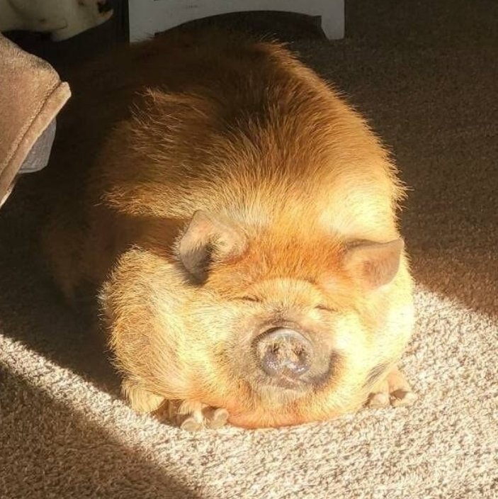 inkblotistan's tweet photo. sun your hog https://t.co/Xphw6oXw8R
