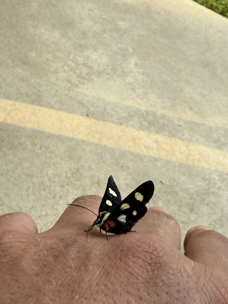 myknash's tweet image. Made a lil friend. This dude has been hanging out on my hand forever!!✨