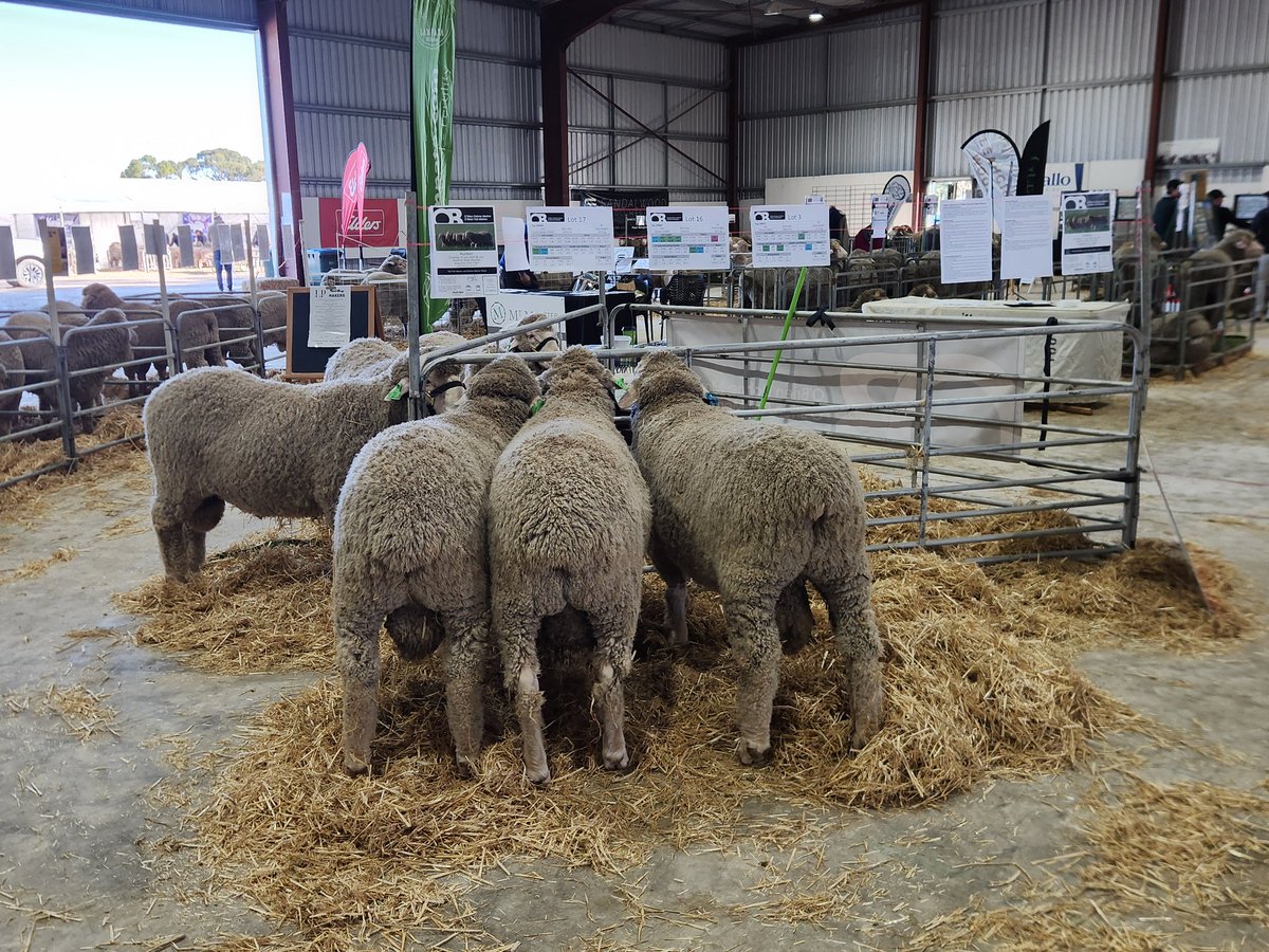 The boys are ready for the southeast stud merino field day  #obrienmerino