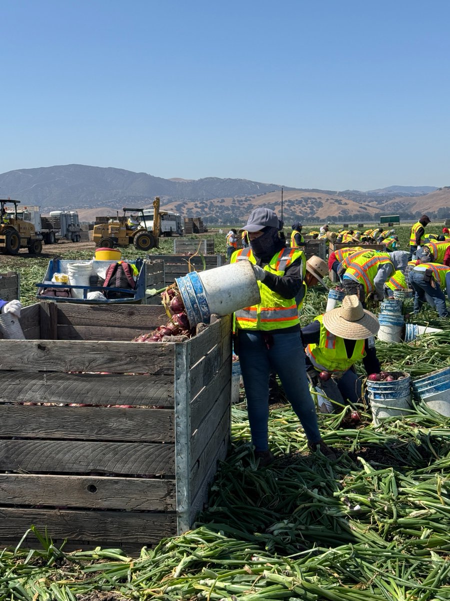 Our Artisan Sweet Italian Red Onion harvest is in full swing! 🧅☀️ Hand-harvested in Salinas, CA with bold flavor and sustainable care.

With their deep red color and sweet taste, these onions are a summer staple you don’t want to miss!

#taproduce #freshproduce #cagrown #summer