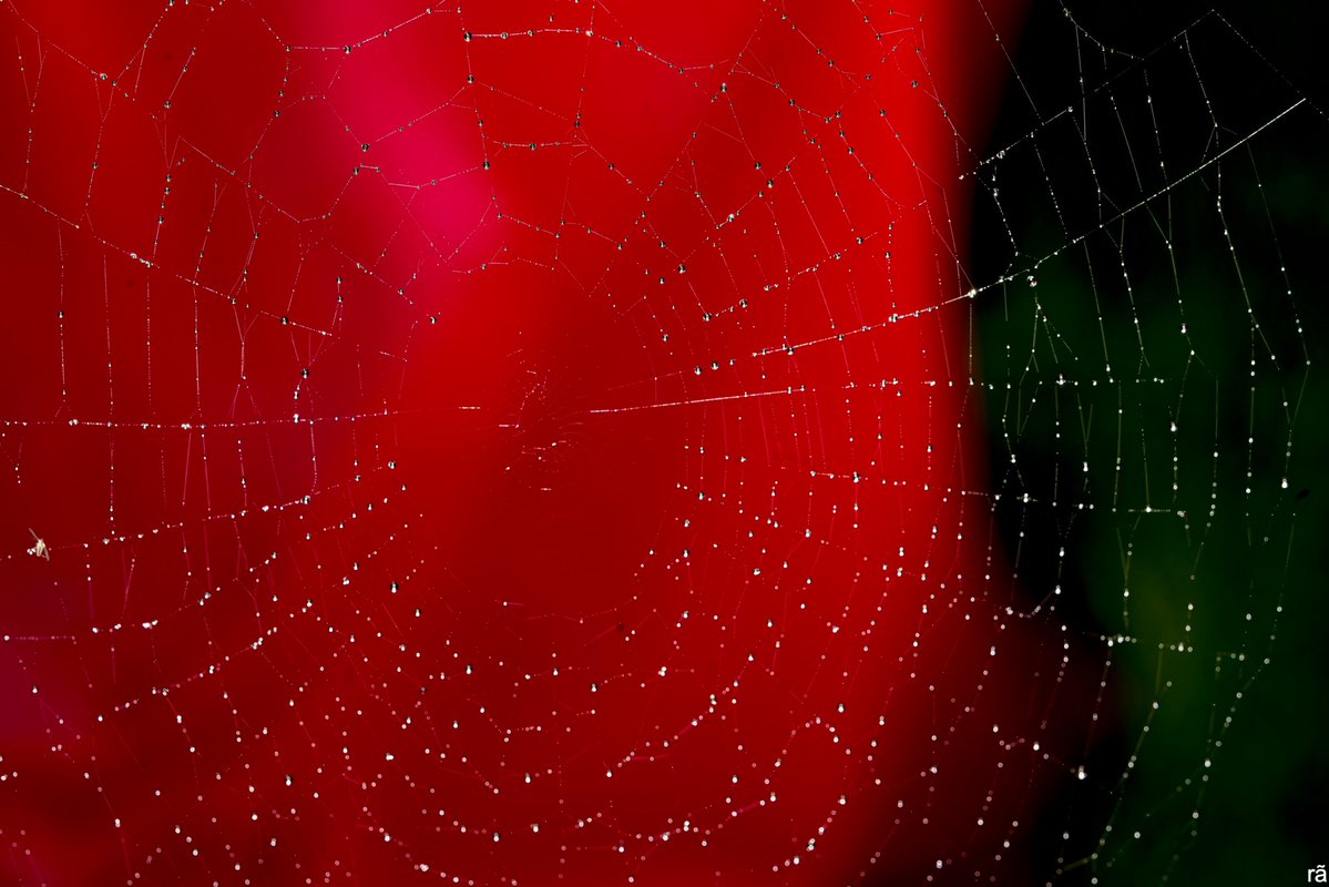 AugustoCos1's tweet image. Wednesday, WET morning