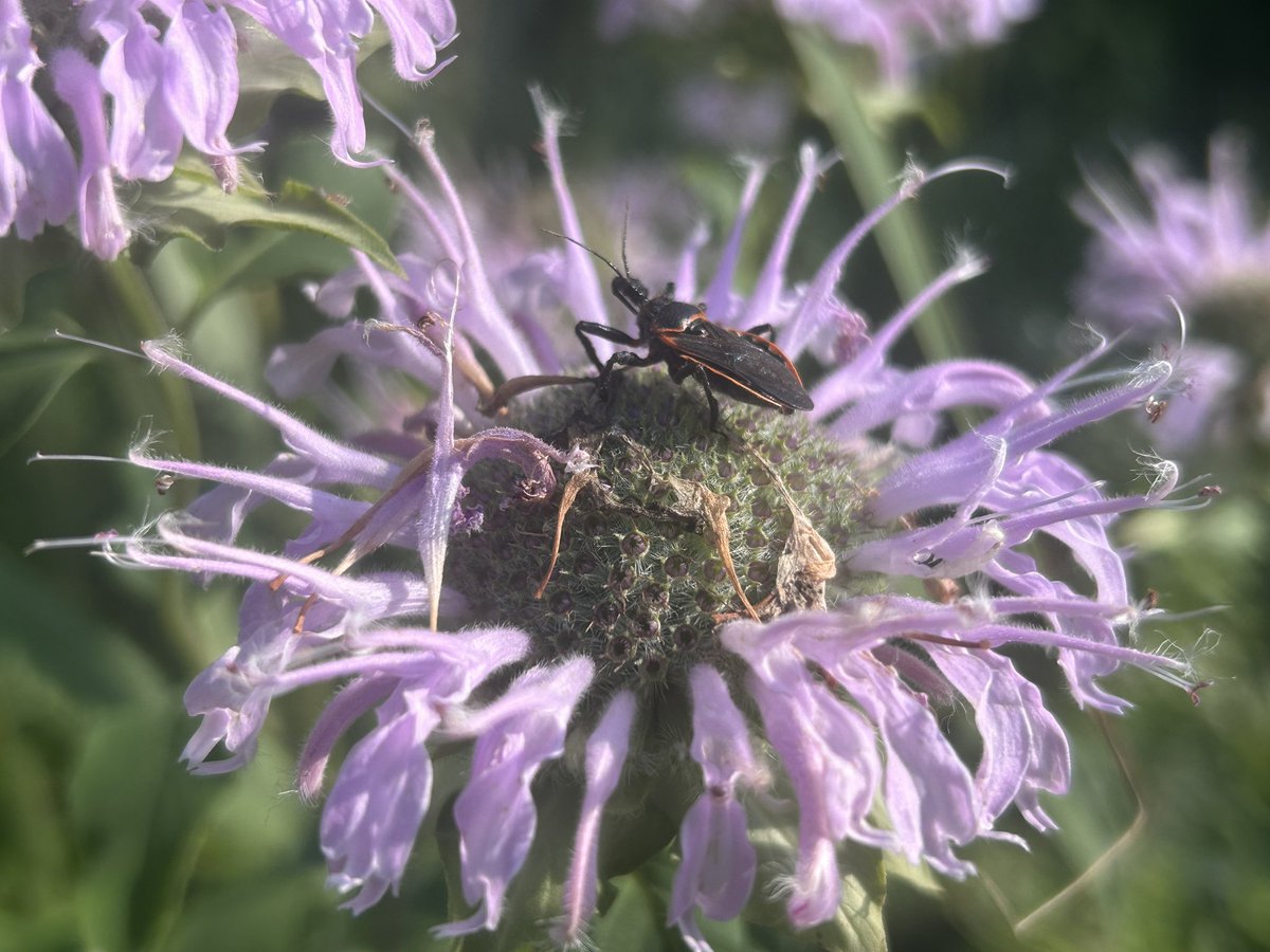 PrinceofNature9's tweet image. Bug