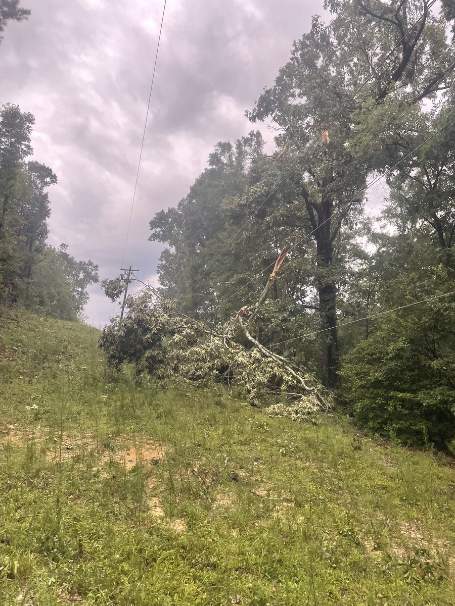 DixieCoop's tweet image. Crews are working on several outages across our service area. This photo taken in the Pine Level area is one example of the downed limbs and trees they are removing in order to repair lines. We appreciate your patience and understanding.