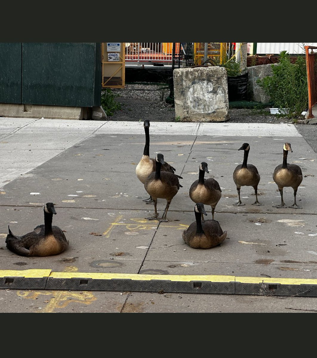Big goose energy.💥

This fierce Canada goose came to us from a parking lot near the Gowanus Canal, where they were co-parenting a brood of 6 goslings. Not a healthy environment for waterfowl or anyone at all, but these parents were making it work for their kids. Sadly, this mom
