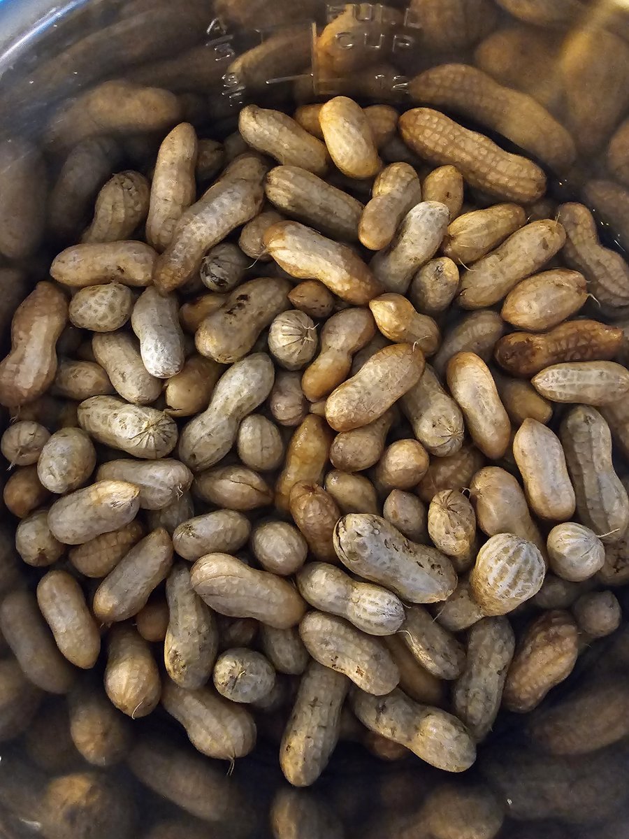 garden_marys's tweet image. I'm going to make cajun boiled peanuts in the crockpot tonight. I don't like them, but my daughter does, so hopefully, these turn out well, and she'll get to enjoy them. I bought a 1/4 bushel on a whim. The goats will get the rest as treats.