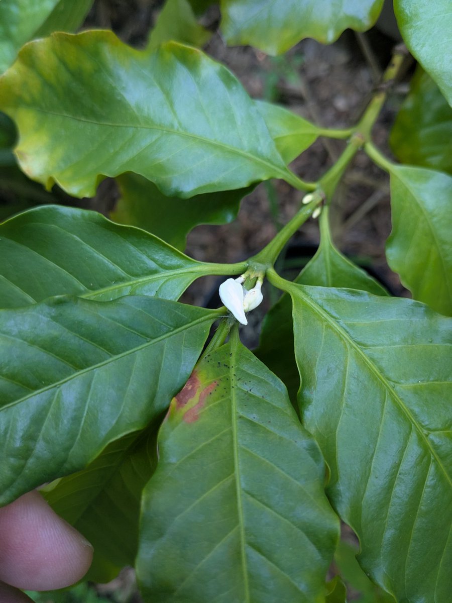 After 4 years, I have brought coffee to flower in Ohio.