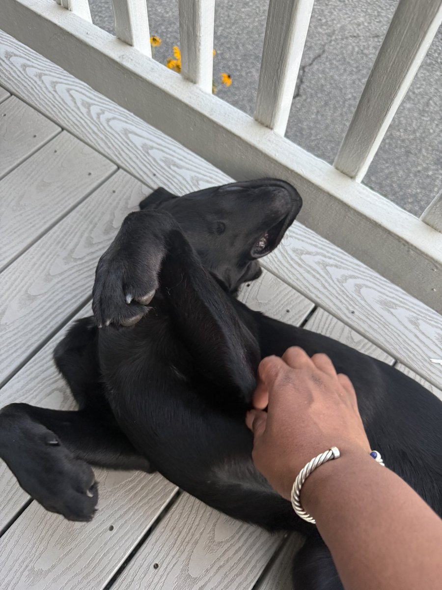 timothyasmth's tweet image. If you can’t have a dog, have a neighbor that has one.