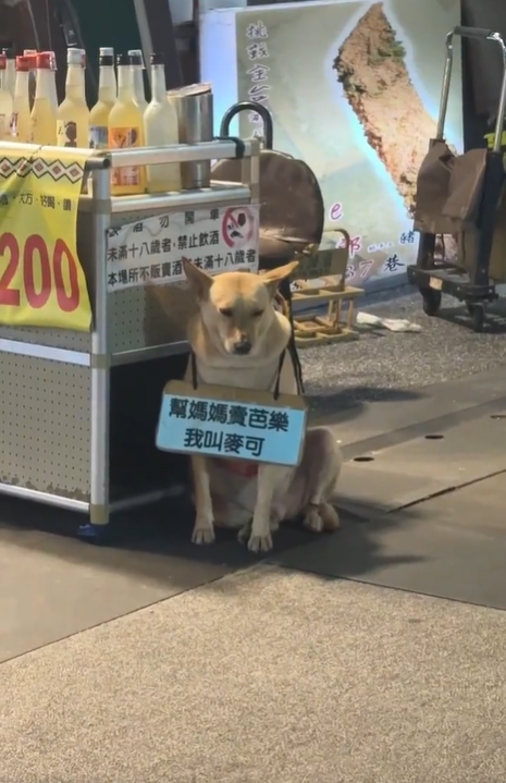 Joncsarnes's tweet photo. なんてかわいそうな犬なんだ、こんなに若いのに働かなきゃいけないなんて、ハハハ😂😂😂 https://t.co/2Qu6Lazq4D