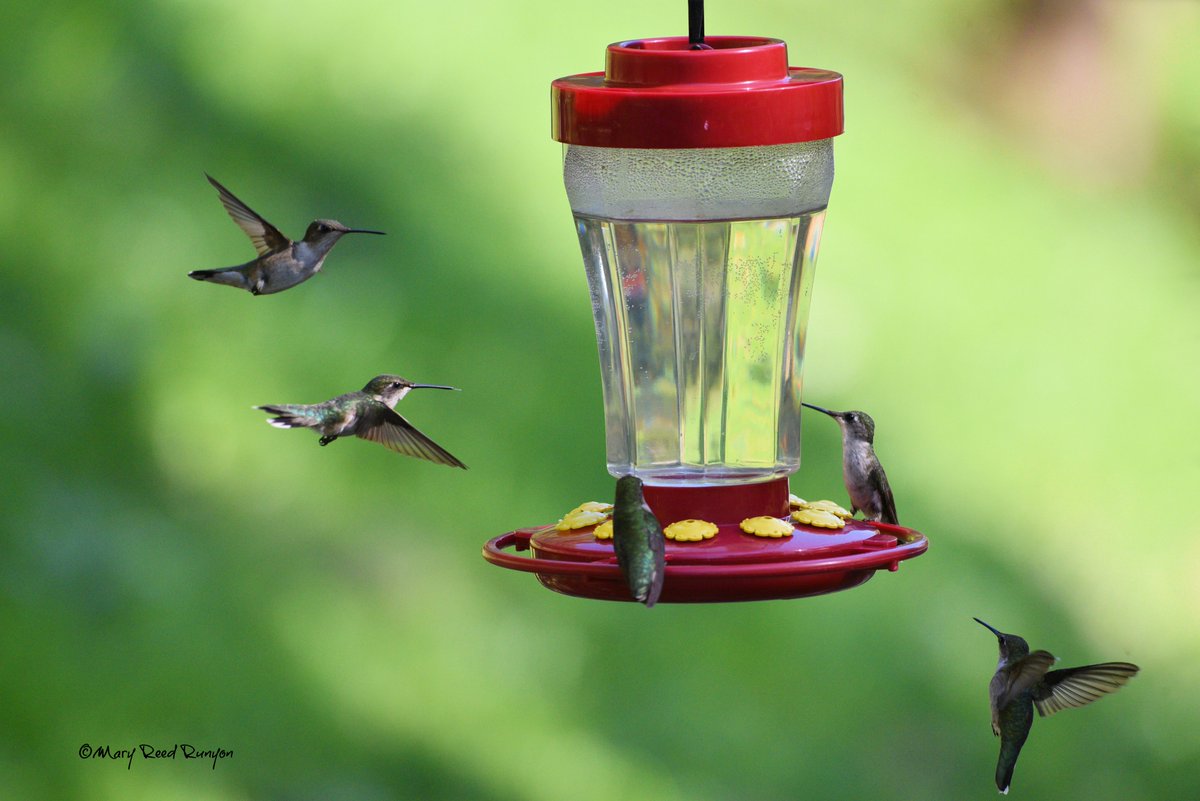 MaryReedRunyon1's tweet image. Remember to keep your feeders clean and fresh food out for the hummingbirds. When the temp is (over 90°F) change the nectar every 2 to 3 days to prevent spoilage. @WYMT @brobwx @SpencerWeather @WSAZBrandon @cjwxguy56 @Kentuckyweather @JimCantore @JimWKYT #kywx #ekywx #sekywx