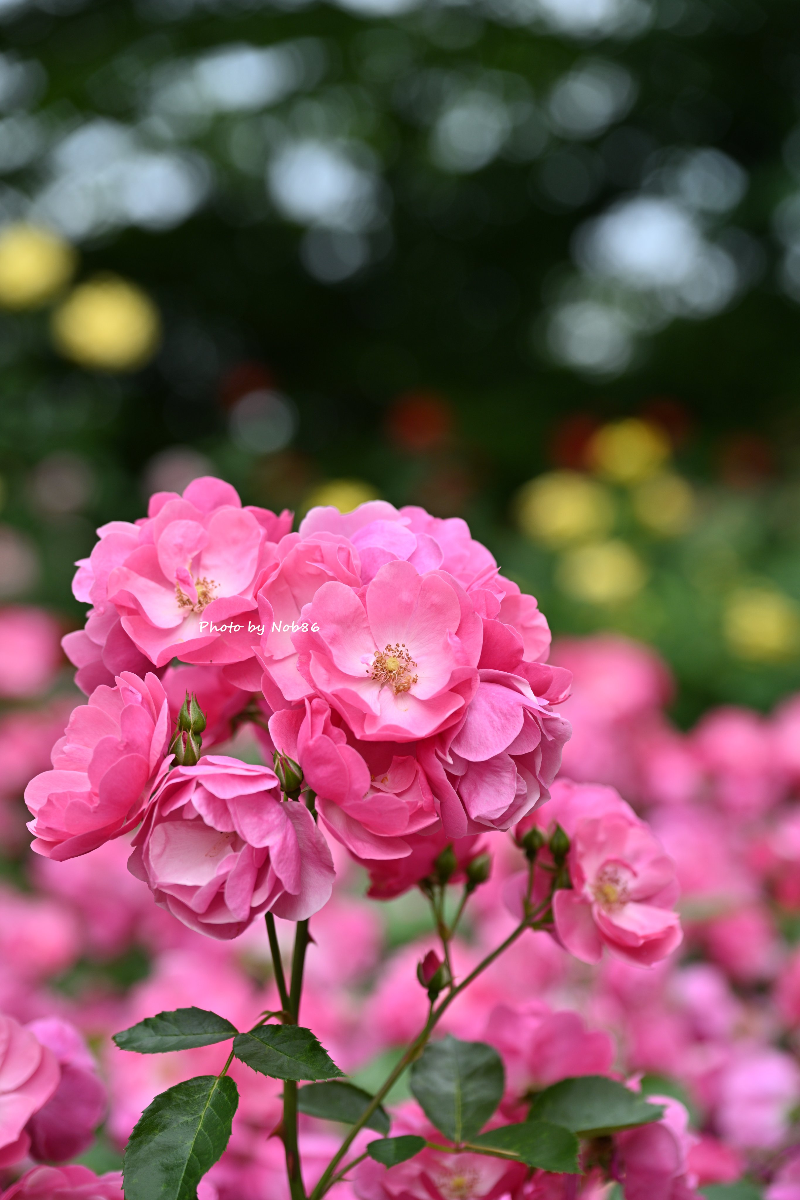 烏山バラ Nasukarasuyama City Flower Workshop Cafe Atelier Wild Rose