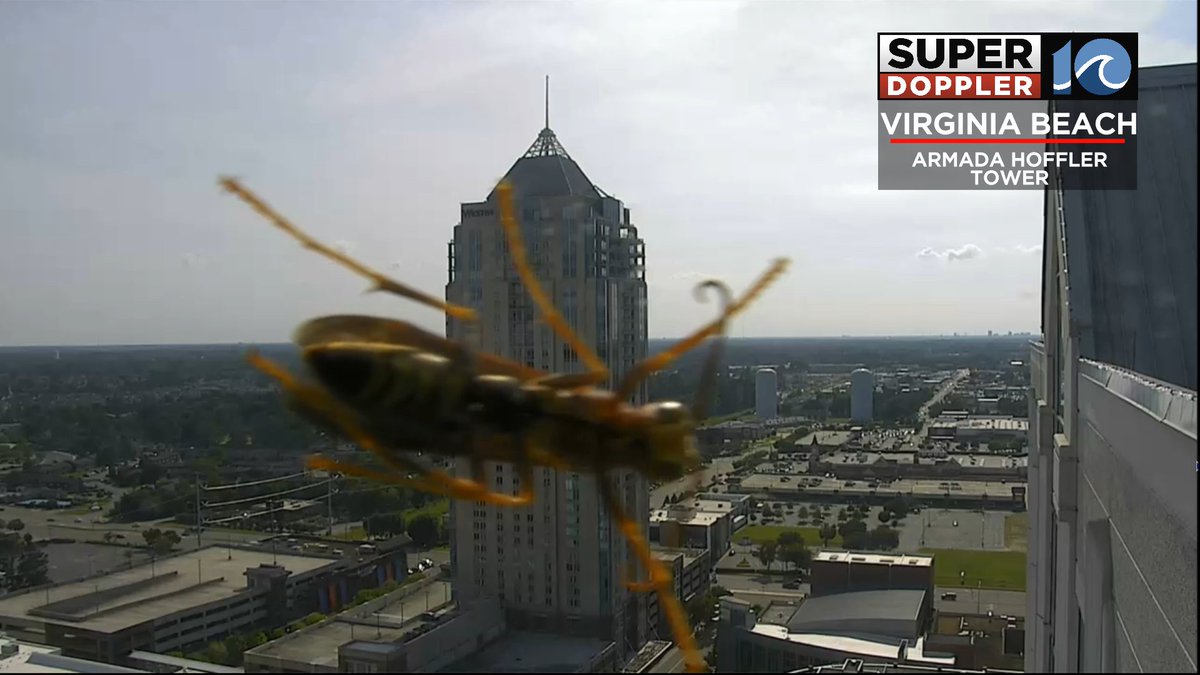 Attack of the yellow jacket on Virginia Beach! 😱

This guy has been hanging out on our camera all evening, but every time we tried to show him on air, he got camera shy and hid.