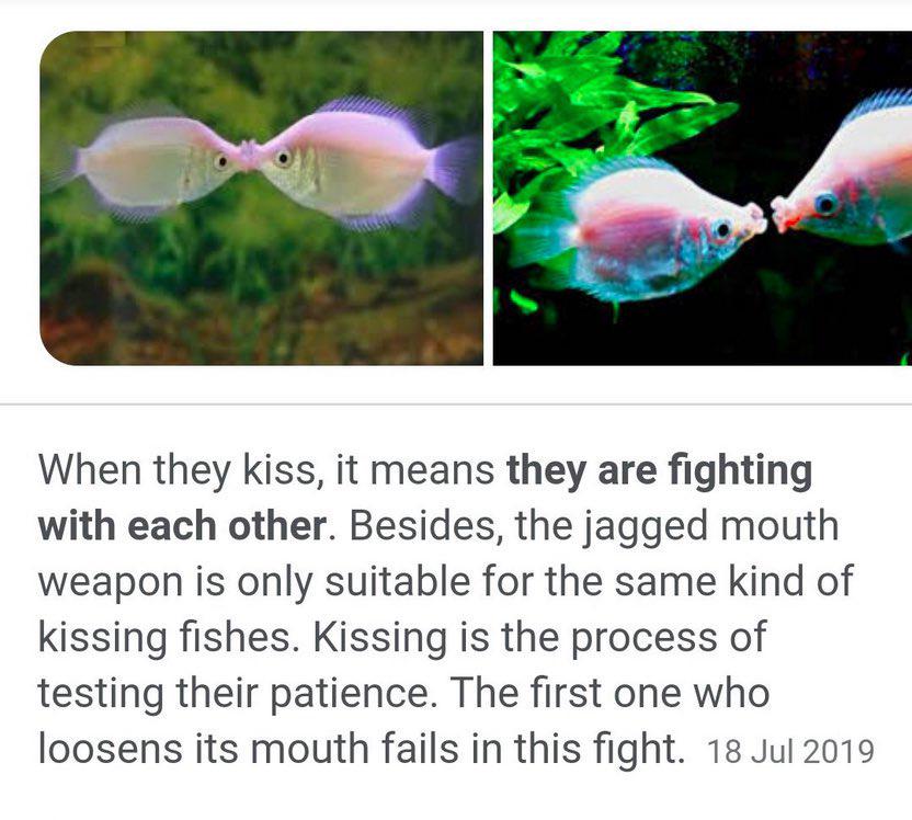 loopimay's tweet image. This is the type of fact Finn tells Shrimpo before leaning in for a big smooch.