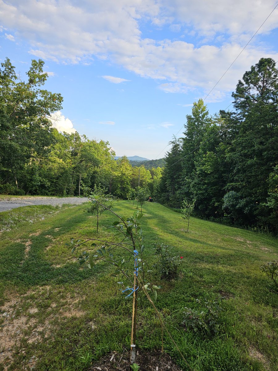 garden_marys's tweet image. Our young fruit trees. This whole area was dead. I wanted it all in mulch to regenerate. Hubby insisted on grass. I tossed in some red clover. How do we convince him to mulch it? 🤔
You can see his lime lines 😂