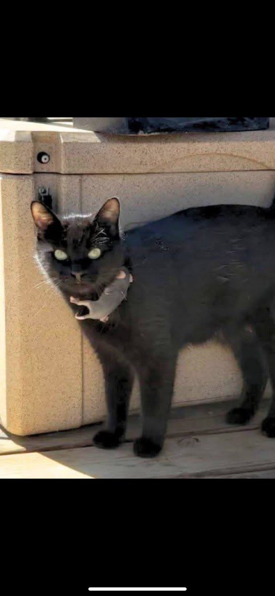 505Cali2's tweet image. My neighbors Black Cat had Kittens and they found a baby possum on there deck that must have fell off of it’s Mom. The Mama Cat took it in as one of her kitten’s , But she doesn’t under stand why this little funny Kitten hangs on her all the time. ❤️