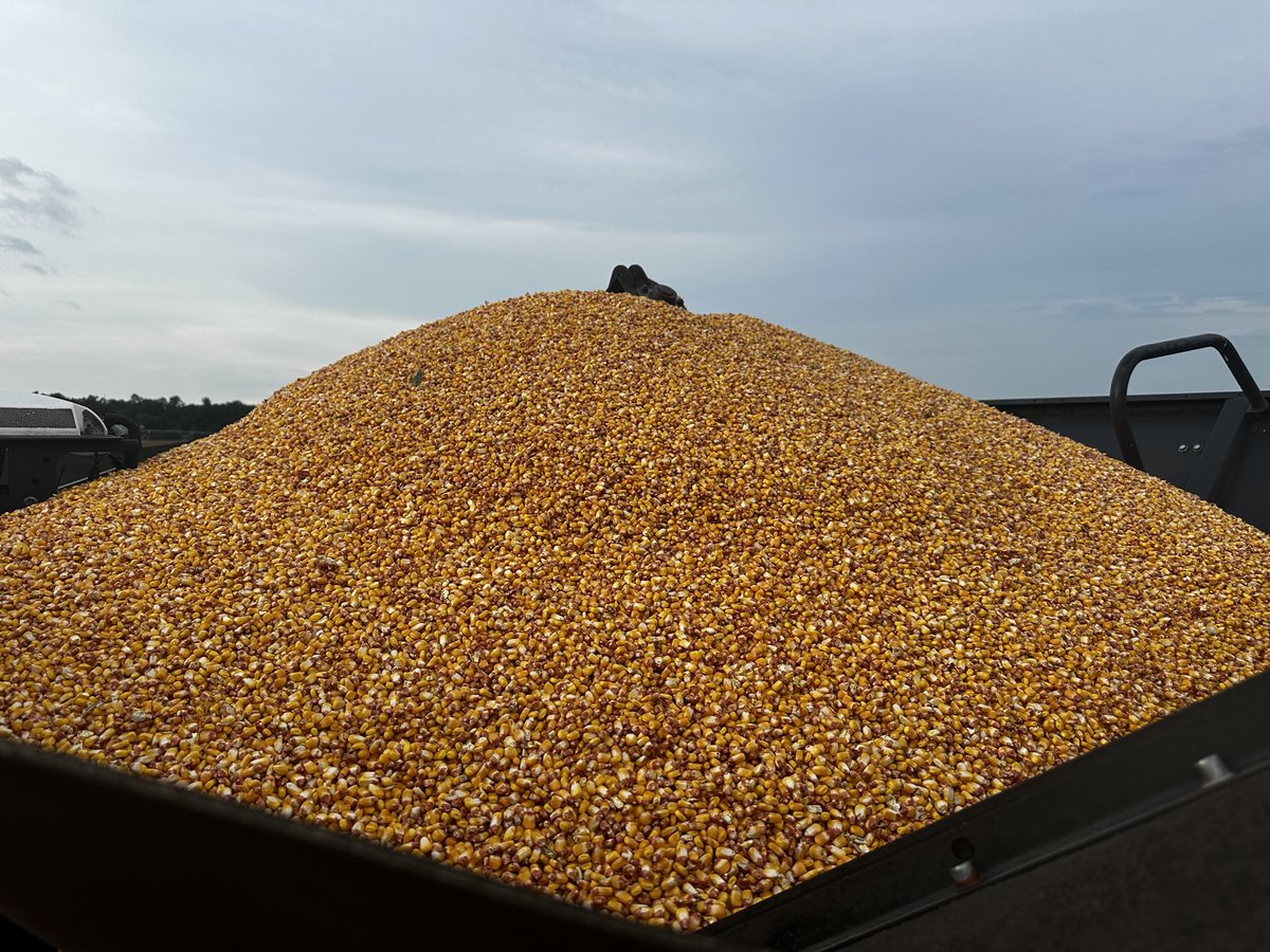 We started at 30%, hogs gonna get it if we don’t, open the back towards whitewater creek and buzzards will be flying