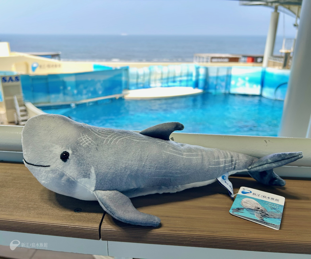 enosui_com's tweet image. 🆕えのすいのハナゴンドウ ビーナ
1988年に旧・江の島水族館にやって来て以来の人気者!「ビーナ」がぬいぐるみになりました✨
体表の模様や、笑っているようにも見える口元などが細かく再現されています!
えのすいトリーターたちも大喜びのかわいらしい仕上がりです💙
enosui.com/shop_mainshop.…